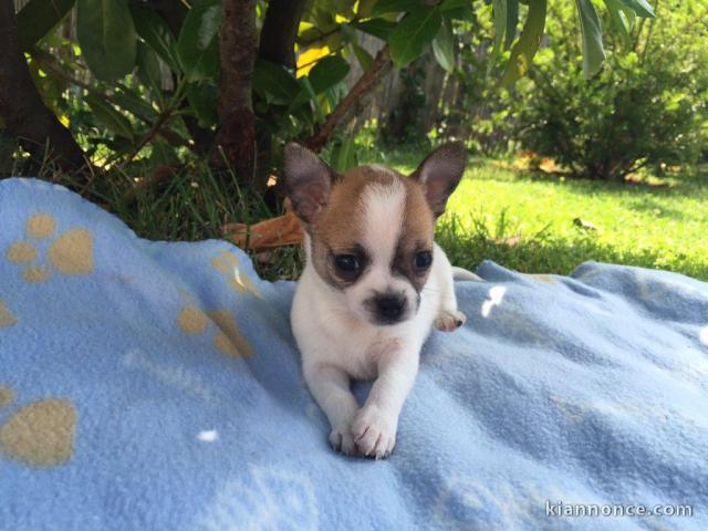   Jolie chiot type chihuahua femelle 3 mois