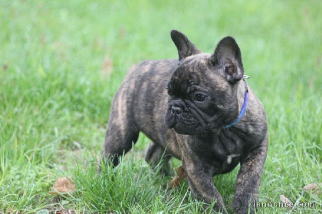 Magnifique chiot Bouledogue français.