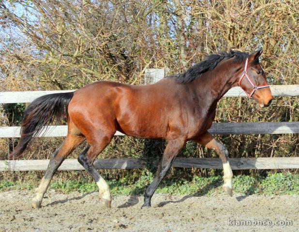 Hongre KWPN de 2 ans : Harley vdl x Goodtimes