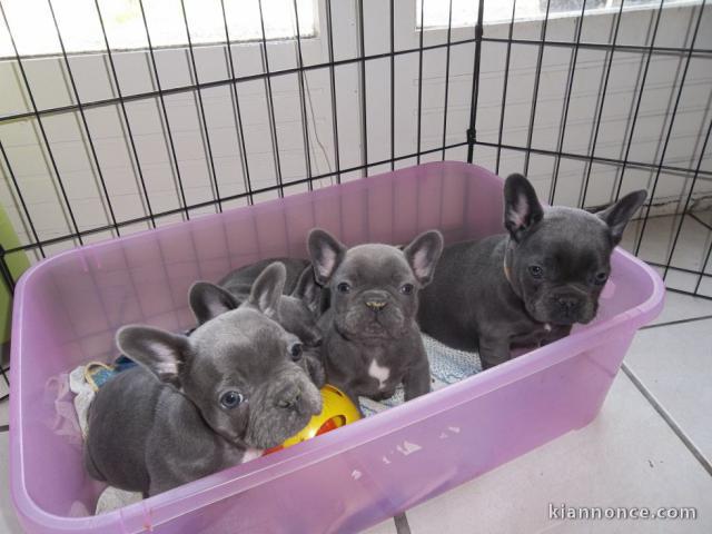  DONNE MAGNIGIQUE CHIOTS BOULEDOGUE FRANCAIS BLEU 