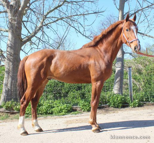 Hongre KWPN de 4 ans : Canabis Z x Verdi