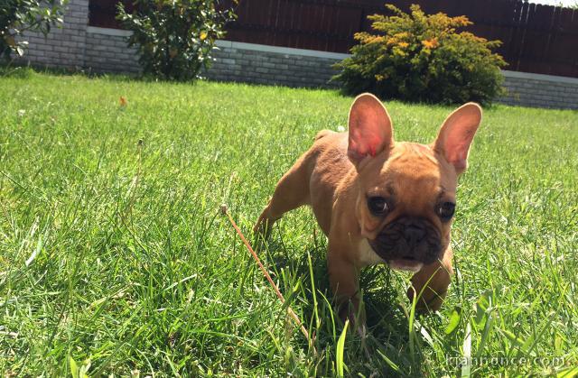  Don chiot bouledogue français