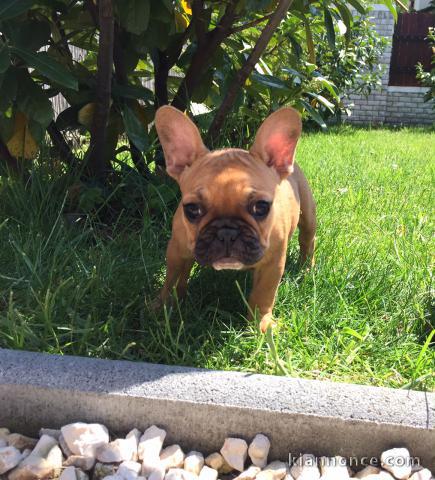 Donne contre bon soin adorable chiot femelle bouledogue 