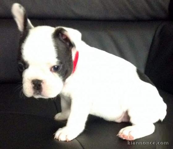 Chiots Bouledogue Français LOF 