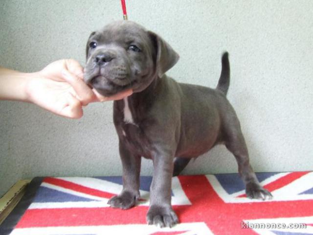 Chiots Staffordshire Bull Terrier a donner