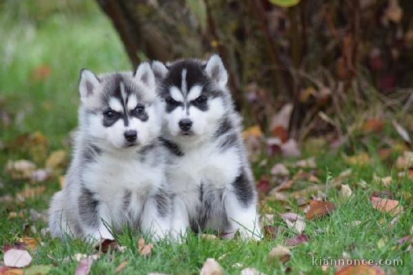 Magnifiques beauté chiots husky non LOF