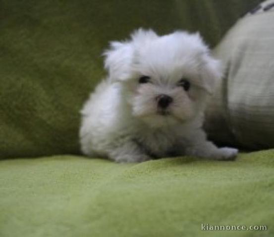 Magnifique chiots Bichon Maltais