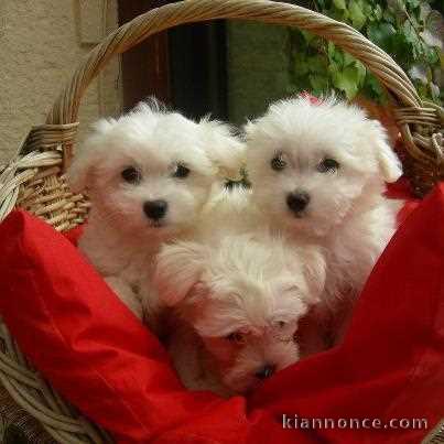 Don de chiot bichon maltais