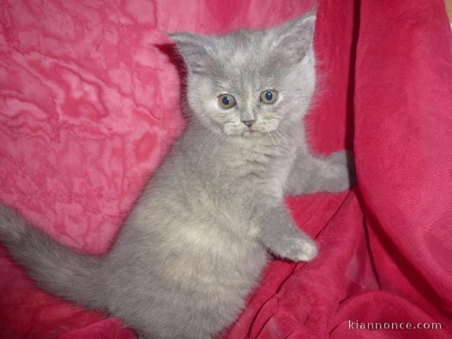 A réserver 4 chatons british shorthair LOOF