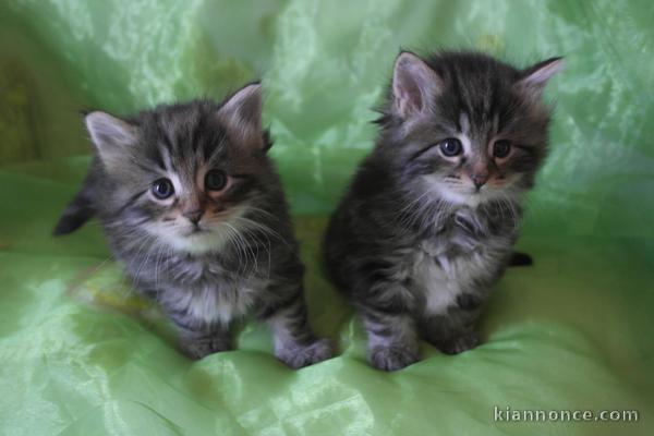  Chatons Norvégiens disponible