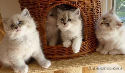 Disponible de suite chatons sibérien