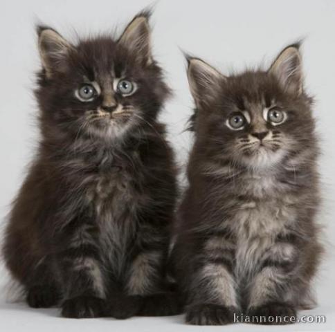  Chatons Maine Coon différentes couleurs