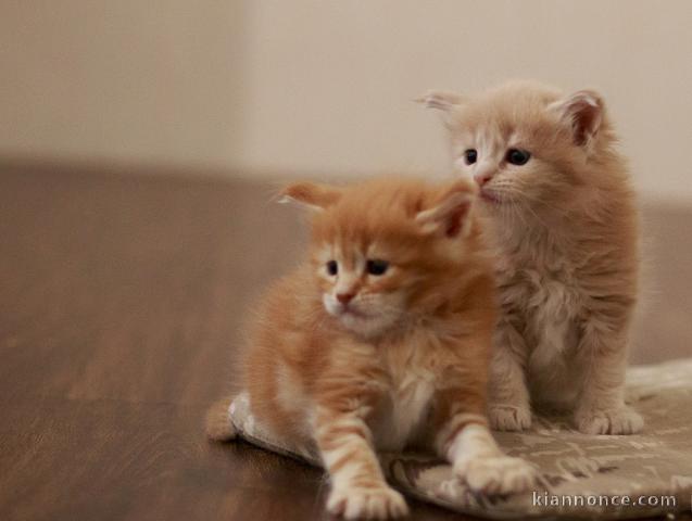 A réserver Chatons Maine Coon LOOF