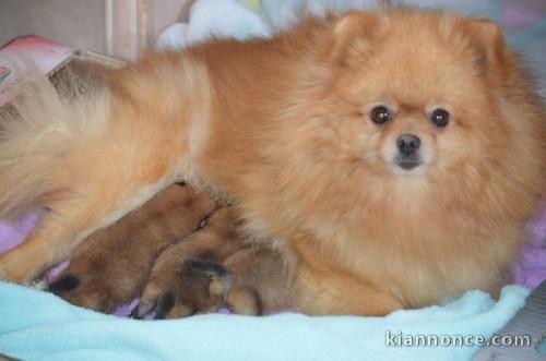 Magnifiques Chiots Spitz Nain Poméranien Pure Race