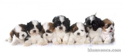 Exceptionnels Chiots Shih Tzu Pure Race