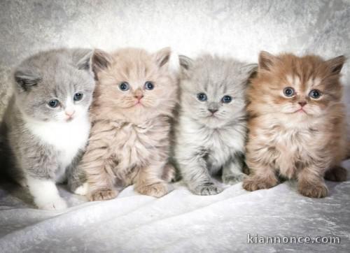 Superbes Chatons British Shorthair Pure Race