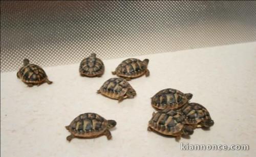 Superbes Tortues terrestres Hermann Testudo Hermanni