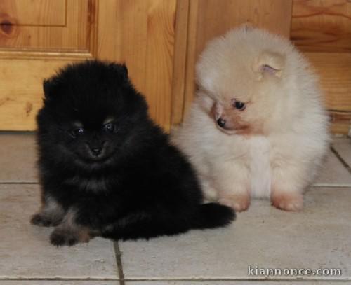 Chiot Spitz Nain allemand,jolie pédigrée