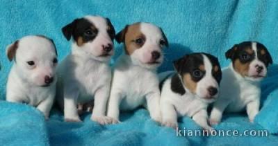 Magnifiques chiots Jack Russel pures races