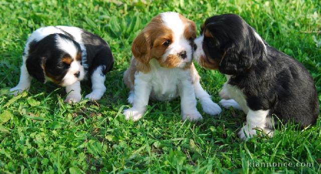 Superbes Chiots Pure Race Cavalier King Charles adopter