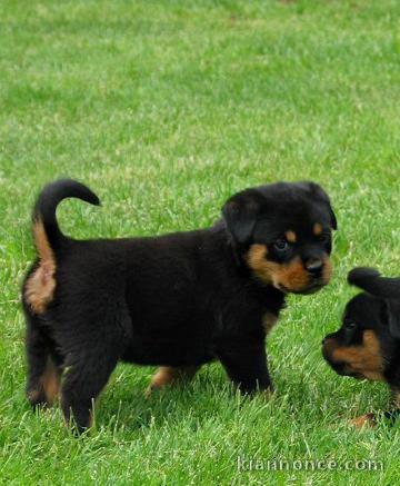 Superbes chiots Rottweiler mâles et femelles