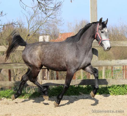 Jument KWPN de 3 ans Marius Claudius x Quality time