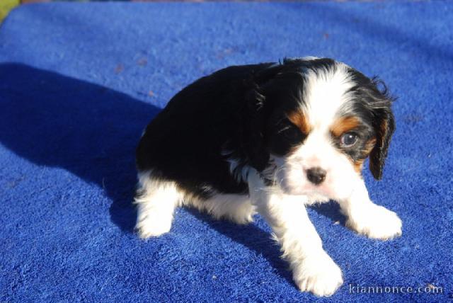  Chiot cavalier charles king  non lof