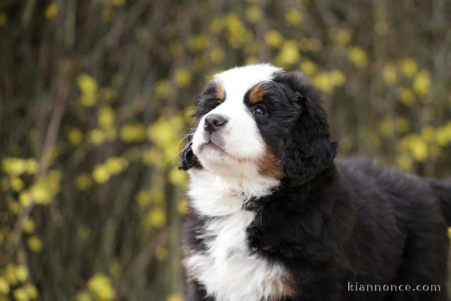 Magnifique Chiot bouvier bernois