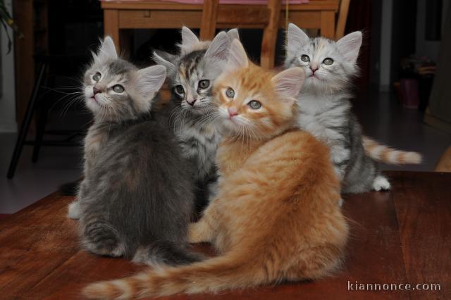 5 magnifiques chatons sibériens sont nés et âgés de 10 semaines.