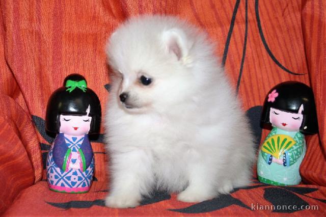 Chiot Spitz  une femelle non lof