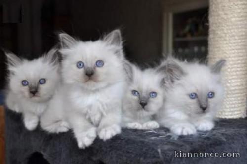 Superbes chatons sacre de birmanie disponibles