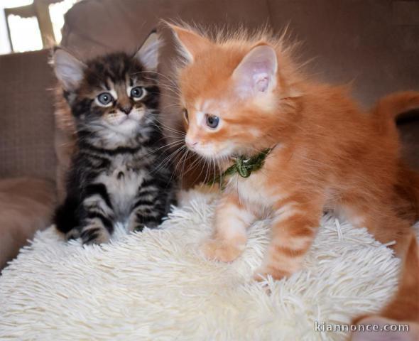 Nous sommes cinq chatons de race MAINE COON 