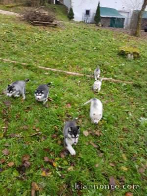 Magnifiques CHIOTS HUSKY DE SIBERIE de race pure 