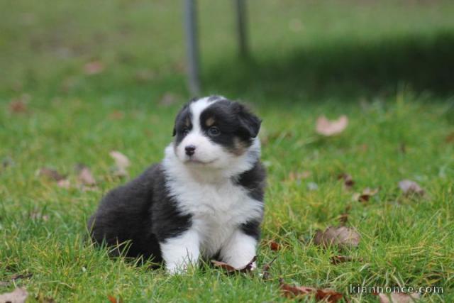  Chiot berger allemand non lof  a donner