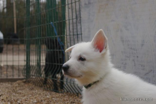   Chiot  Berger blanc suisse  lof  a donner