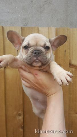 magnifique chiot disponible