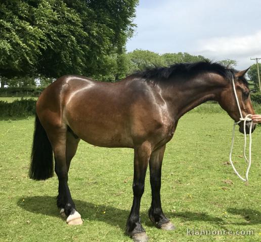 super cheval tres rapide