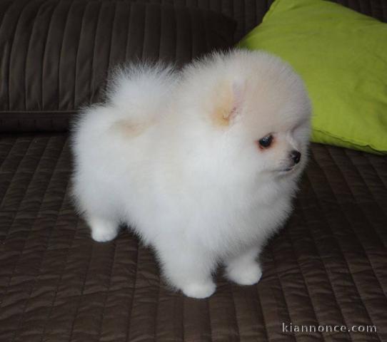 Adorables chiots spitz nain de pure race