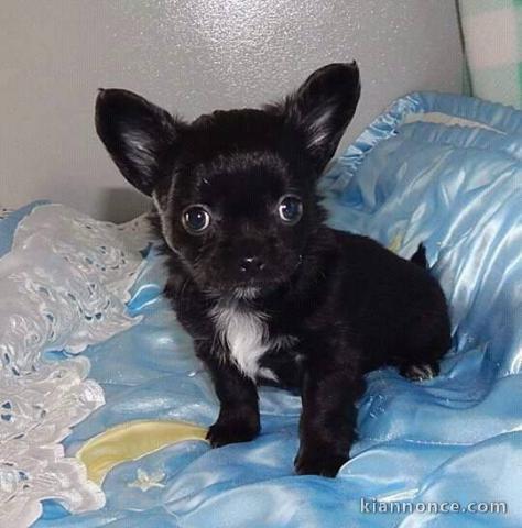 Adorables chiots type chihuahua pour adoption