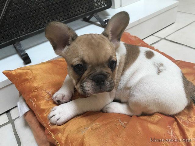 Donne chiot bouledogue français