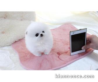 A donner chiot pomeranien