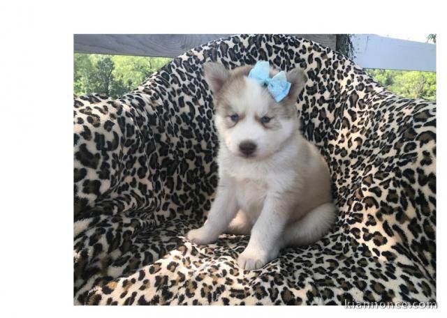 Chiens - husky Sibérien aux yeux bleu