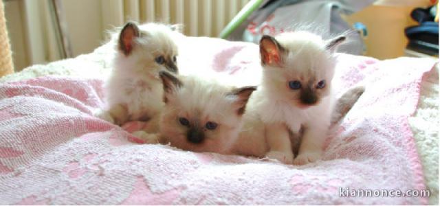 Magnifiques chatons sacre de Birmanie à adopter