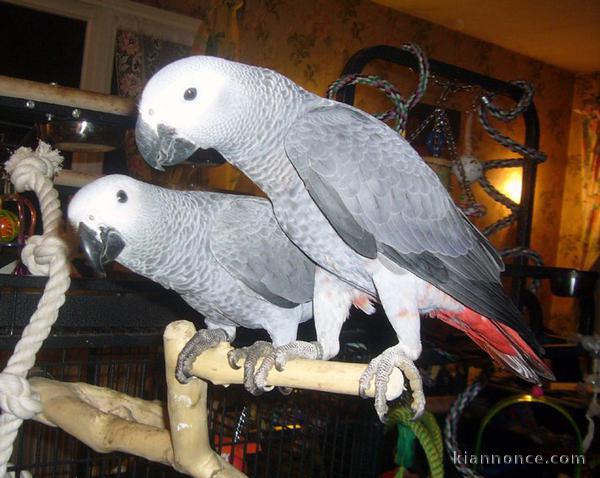  Magnifique Couple perroquet gris du Gabon EAM