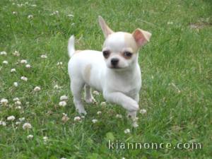 Magnifique chiot chihuahua femelle