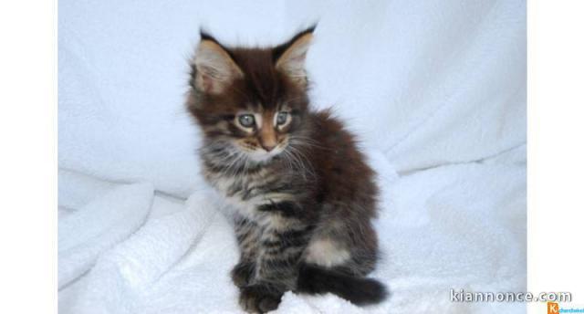 Chatons Maine Coon a Don