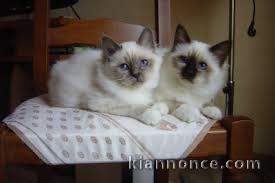 a reserver magnifique chaton sacre de birmanie