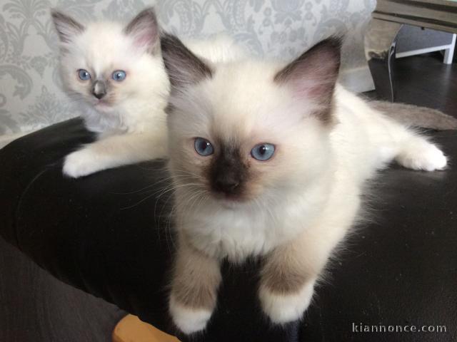  Chatons Ragdoll recherche nouveau familles