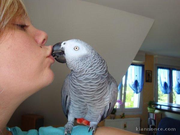 Perroquet gris du gabon femelle