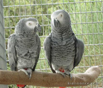 Magnifiques Couple Perroquet Gris du Gabon